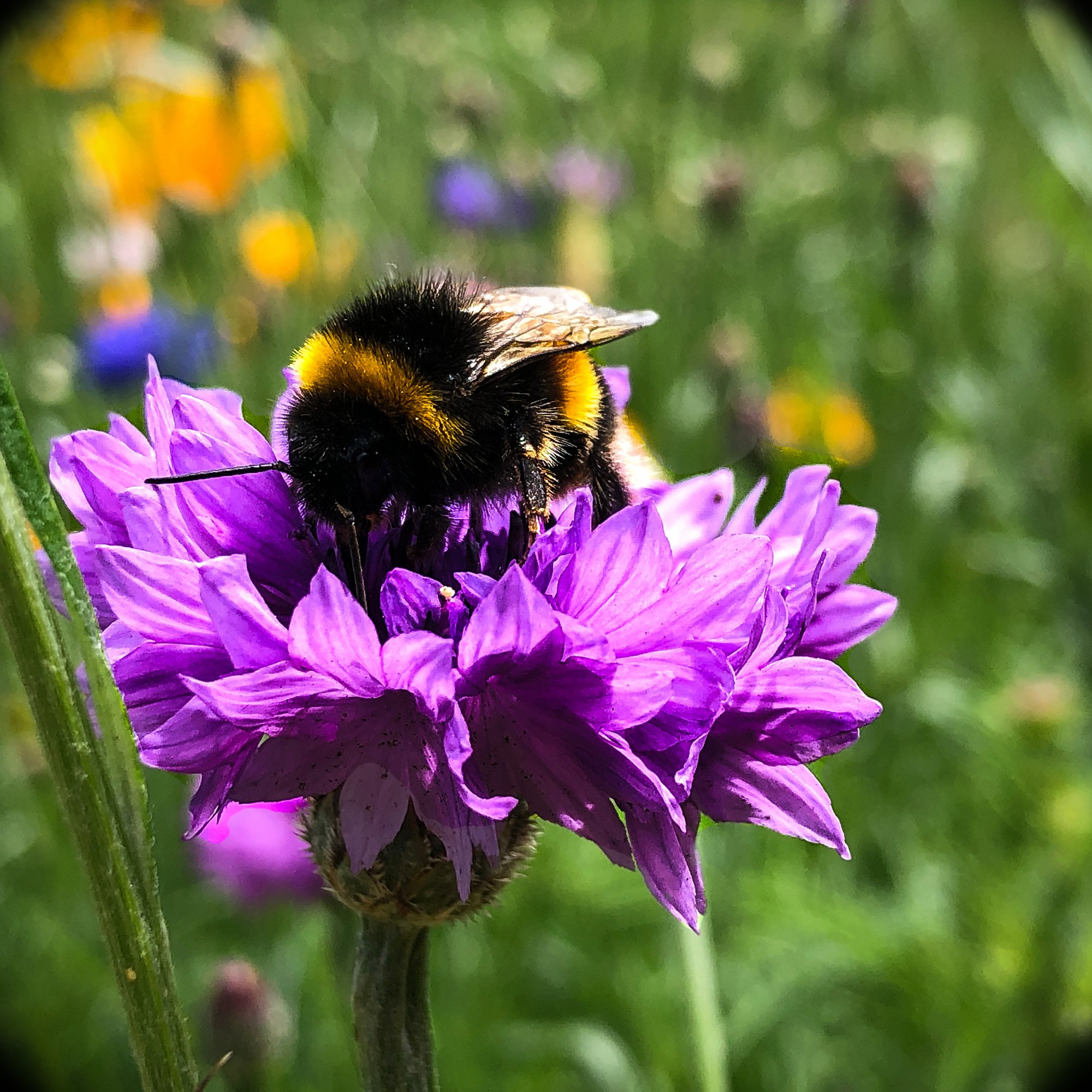 Wildflower verge and biodiversity management — Grasstex